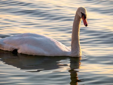 Gölde zarif bir kuğunun güzel manzarası