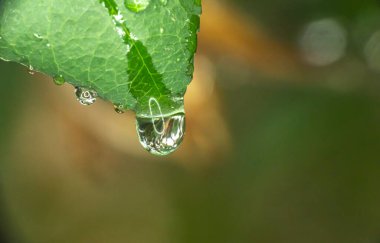Yeşil yaprak yağmuru Makro damlası