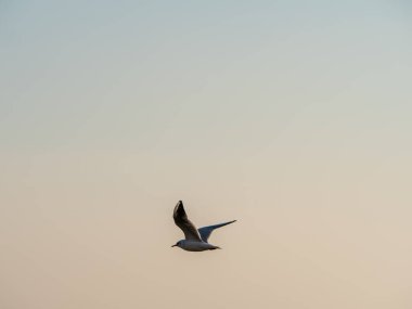 Martılar Ohri Gölü üzerinde uçar, doğal arka plan