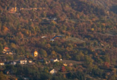 Martılar Ohri Gölü üzerinde uçar, doğal arka plan