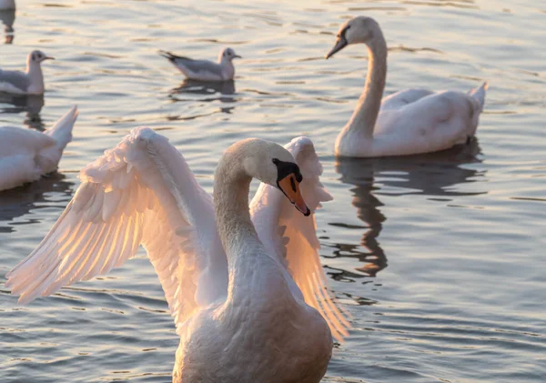 Hermosa Vista Elegante Cisne Lago — Foto de Stock