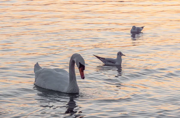 Hermosa Vista Elegante Cisne Lago — Foto de Stock