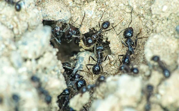 Sekelompok Semut Tanah Menutup — Stok Foto
