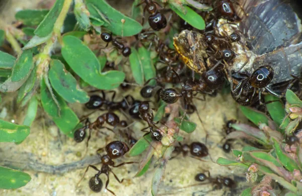 Sekelompok Semut Tanah Menutup — Stok Foto