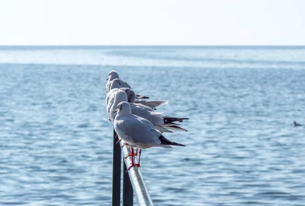 金属フェンスの上に立っているカモメ 近くに — ストック写真