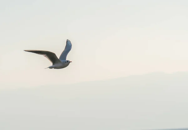 Racci Létají Nad Jezerem Ohrid Přírodní Zázemí — Stock fotografie