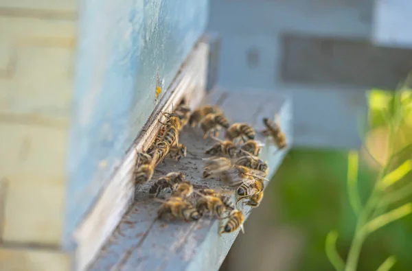 Miodowe Pszczoły Przychodzą Odchodzą Ulu Zamykają — Zdjęcie stockowe