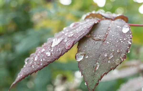 Μακροπράσινο Φύλλο Βροχή Πτώση Κοντά — Φωτογραφία Αρχείου