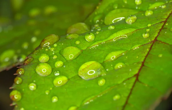 Makro Grüne Blatt Regentropfen Nahaufnahme — Stockfoto