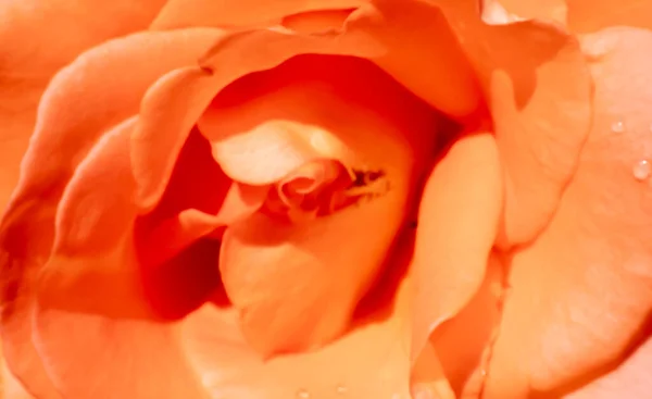 Orangefarbene Rosen Garten Mit Regentropfen Aus Nächster Nähe — Stockfoto