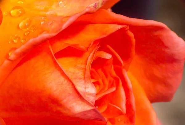 Pomarańczowe Róże Ogrodzie Kroplami Deszczu Zbliżenie — Zdjęcie stockowe