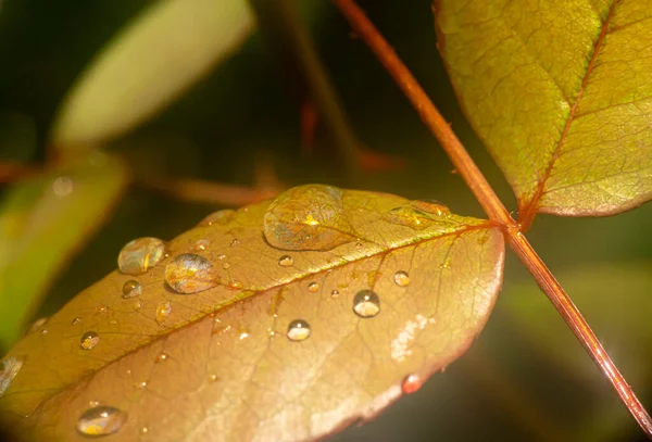 Rotes Blatt Regentropfen Makro Aus Nächster Nähe — Stockfoto