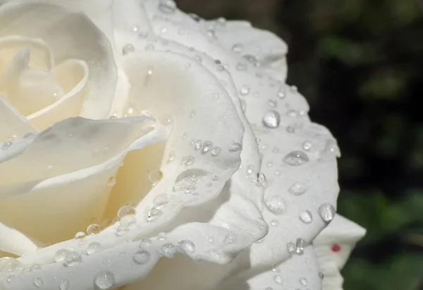 Rosas Blancas Jardín Con Gotas Lluvia Macro —  Fotos de Stock