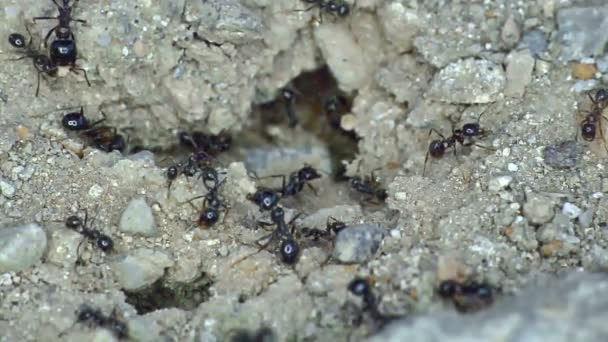 Groupe de fourmis sur le terrain gros plan — Video