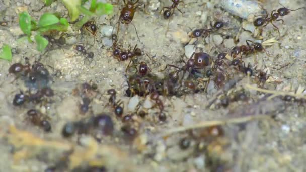 Groupe de fourmis sur le terrain gros plan — Video