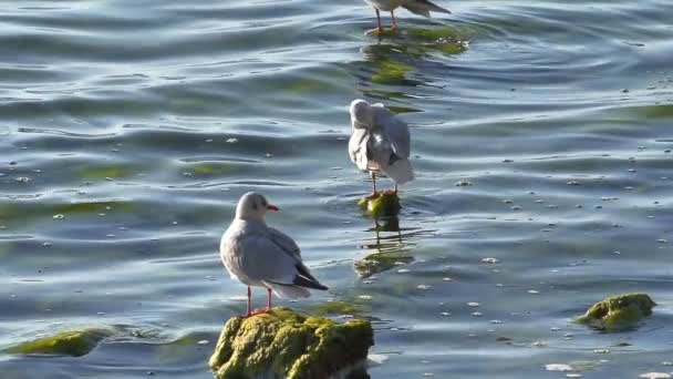 Gaivotas no lago perto — Vídeo de Stock