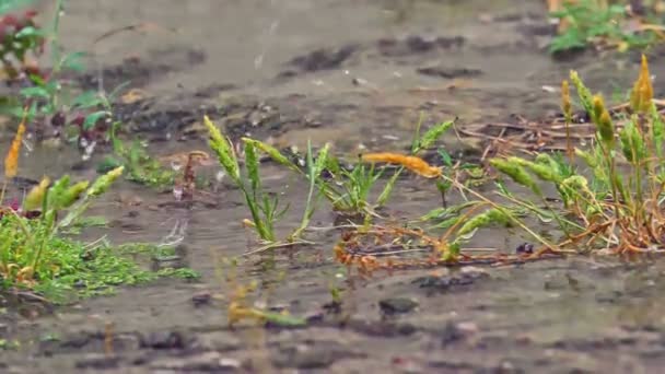 Chuva no prado macro — Vídeo de Stock