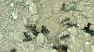 Yerdeki bir grup karınca 4k