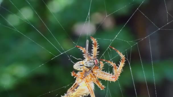 Spider in a web eats fly 4k — Stock Video