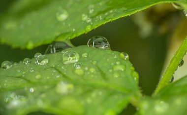 Yeşil yaprak yağmuru Makro damlası