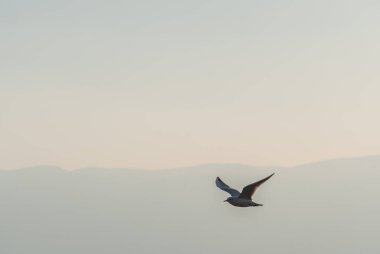 Martılar Ohri Gölü üzerinde uçar, doğal arka plan