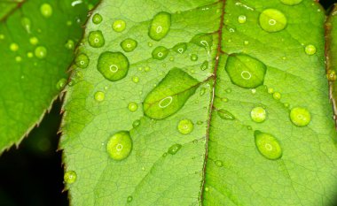 makro yeşil yaprak yağmur damlası, kapat
