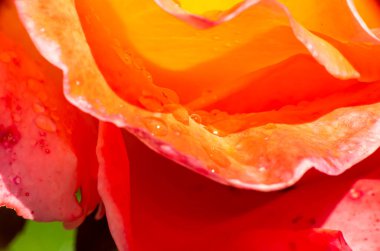 Bahçedeki turuncu güller ve yağmur damlaları