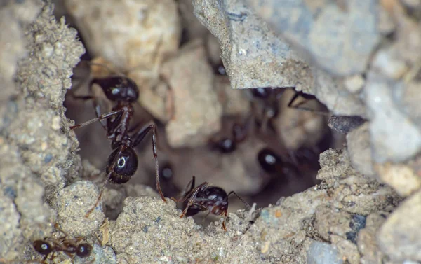 Group Ants Ground Close — Stock Photo, Image