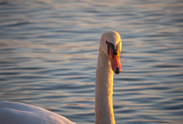 Hermosa Vista Elegante Cisne Lago — Foto de Stock