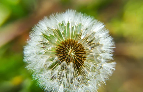 Ein Löwenzahnkorb Mit Samen Inmitten Des Grasmakros — Stockfoto