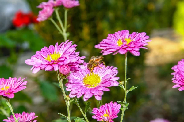 Rózsaszín Virág Egy Méhecske Gyűjtése Méz Közelről — Stock Fotó