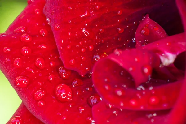 Red Rose Garden Raindrops Close Macro — Stock Photo, Image
