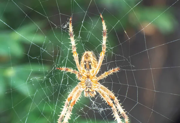 스파이더 매크로 Spider Web Macro — 스톡 사진