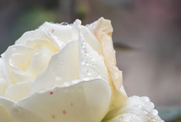 Roses Blanches Dans Jardin Avec Des Gouttes Pluie Macro — Photo