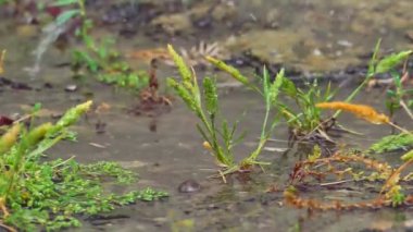 Çayırda yağmur makrosu