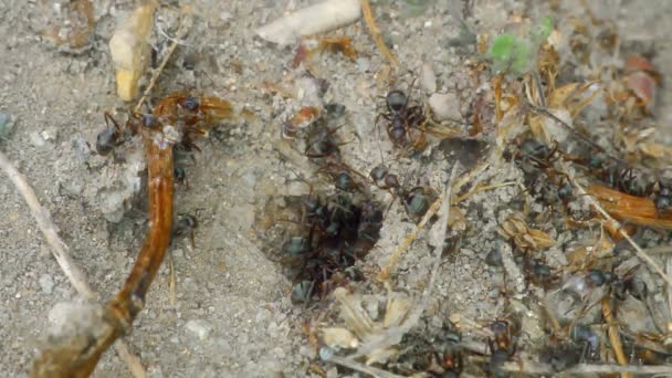 Grupa mrówek na ziemi zbliżenie — Wideo stockowe