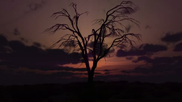 Árbol muerto amanecer — Vídeos de Stock