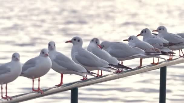 Gaviotas cerca de 4k — Vídeo de stock