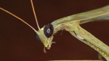 Peygamberdevesi 4k 'nin yakın çekimi.