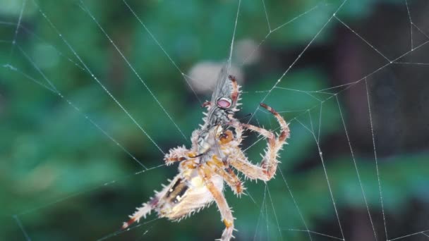 Spinne im Netz frisst Fliege 4k — Stockvideo