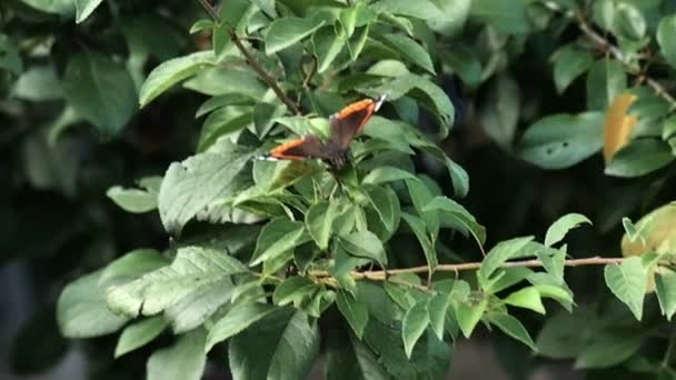 Mariposa en la hoja de un árbol cámara lenta — Vídeos de Stock