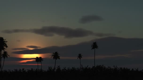 Sunrise palm in horison — Stock Video