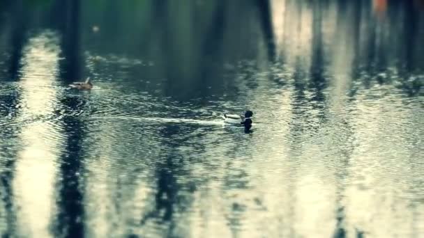 Качки в озері повільний рух — стокове відео