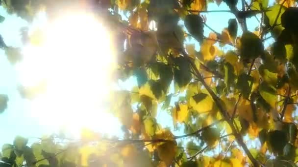 Hojas de otoño en la luz del sol árbol — Vídeos de Stock