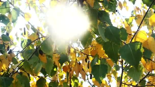 Herfstbladeren in boom zonlicht — Stockvideo