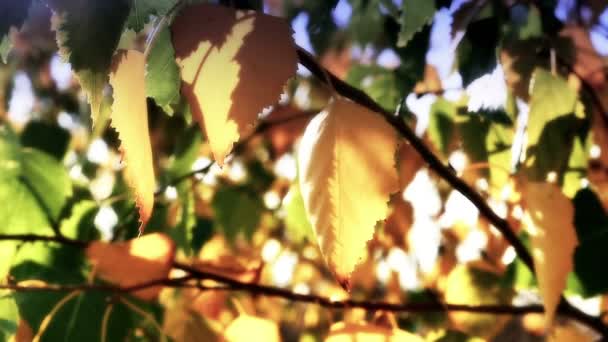 Hojas de otoño en la luz del sol árbol — Vídeo de stock