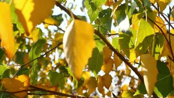 Φθινοπωρινά φύλλα στο δέντρο φως του ήλιου — Αρχείο Βίντεο