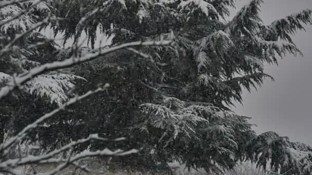 Χιόνι πέφτει αργή κίνηση — Αρχείο Βίντεο