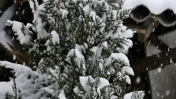 Nieve cae en cámara lenta — Vídeo de stock