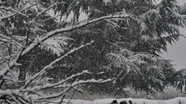 Χιόνι πέφτει αργή κίνηση — Αρχείο Βίντεο